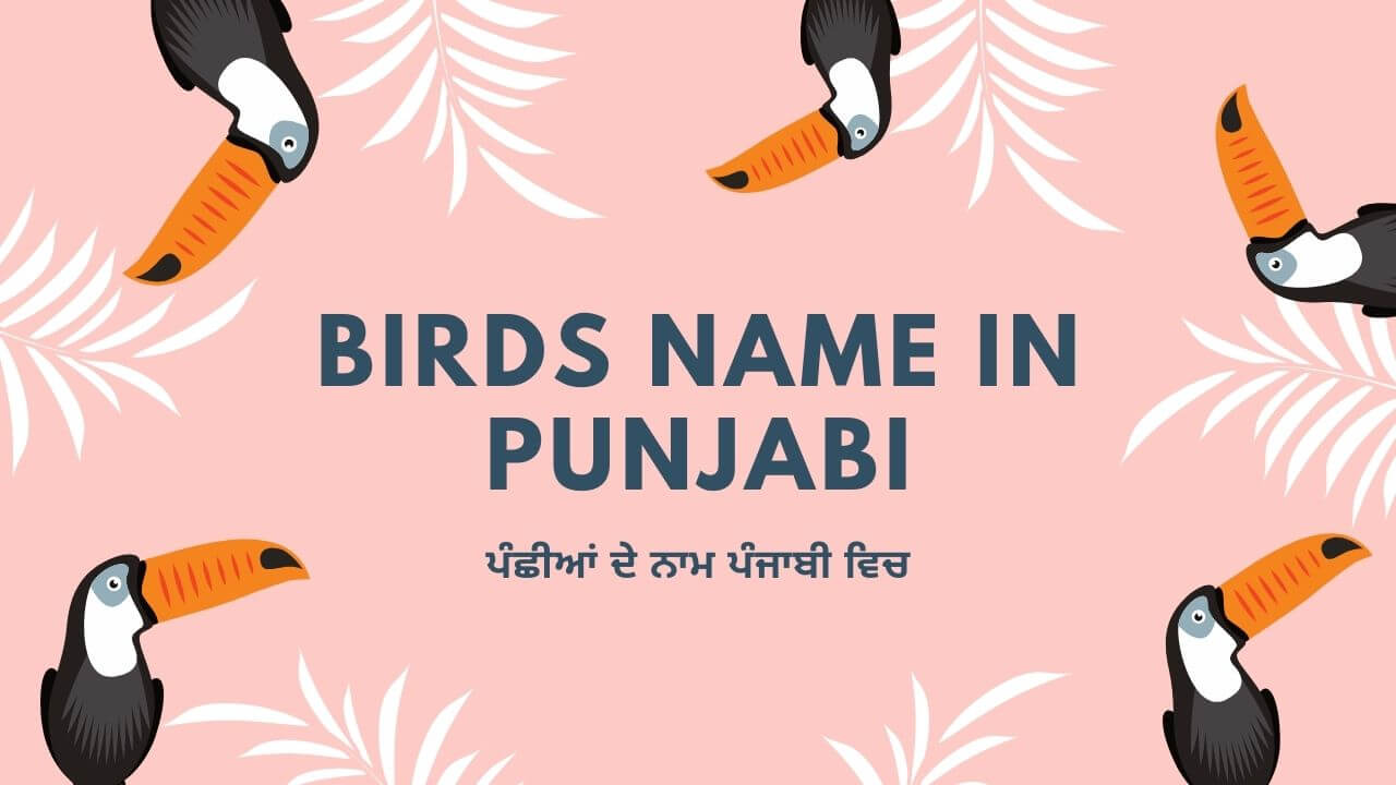 birds-name-in-punjabi-english-with-picture